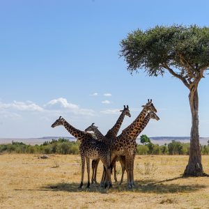 Africa