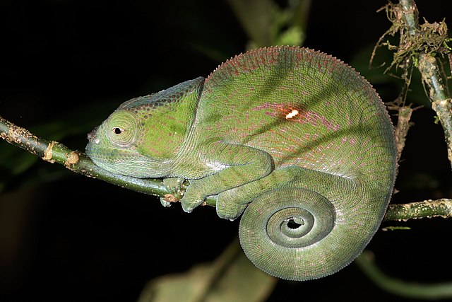 Madagascar - Esencias del Sur - Imagen 4